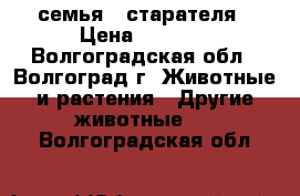 семья   старателя › Цена ­ 1 500 - Волгоградская обл., Волгоград г. Животные и растения » Другие животные   . Волгоградская обл.